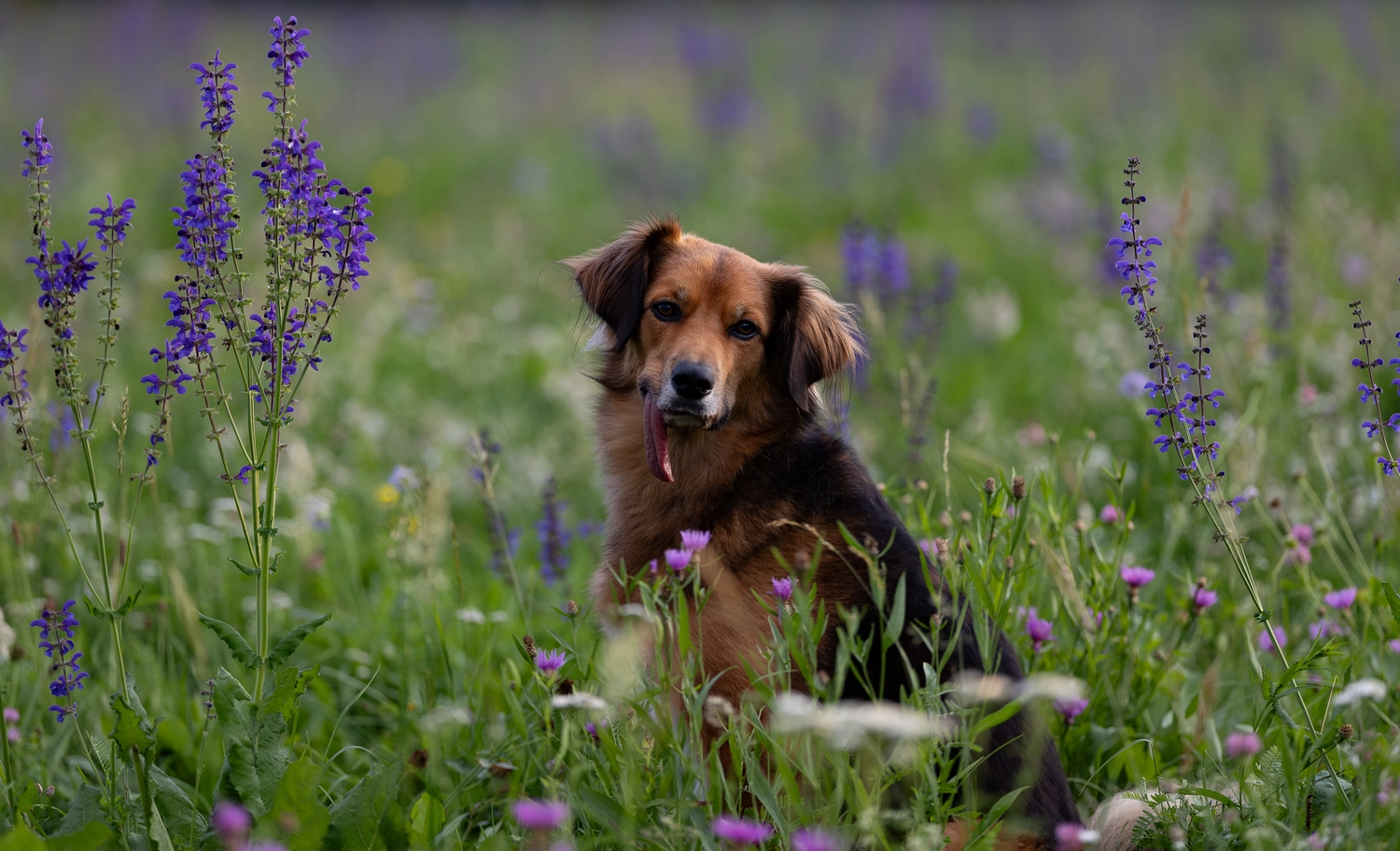 Paulchens_Hundeschule / Hunde-und Tierfotografie - Hundetraining und Fotografie - Ein Hund sitzt in einem Feld mit lila Blumen.