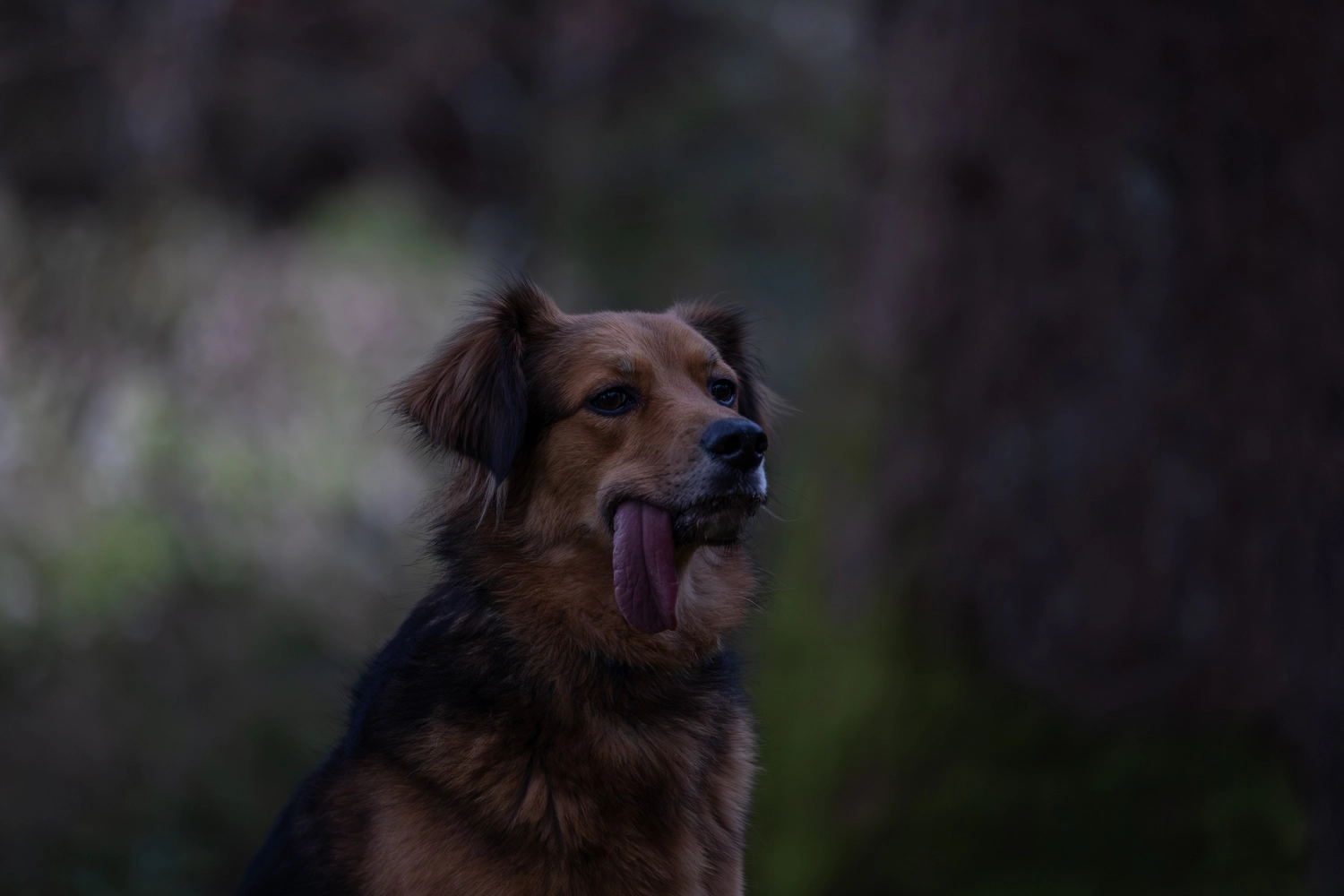 Paulchens_Hundeschule / Hunde-und Tierfotografie - Hundetraining und Fotografie - Hund