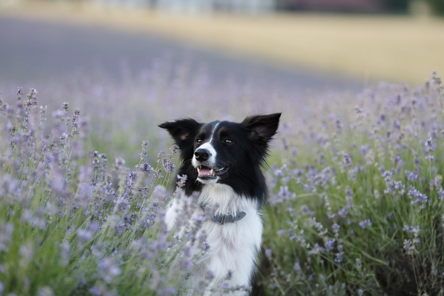 Paulchens_Hundeschule / Hunde-und Tierfotografie - Hundetraining und Fotografie - Ein Hund sitzt in einem Feld mit lila Blumen.