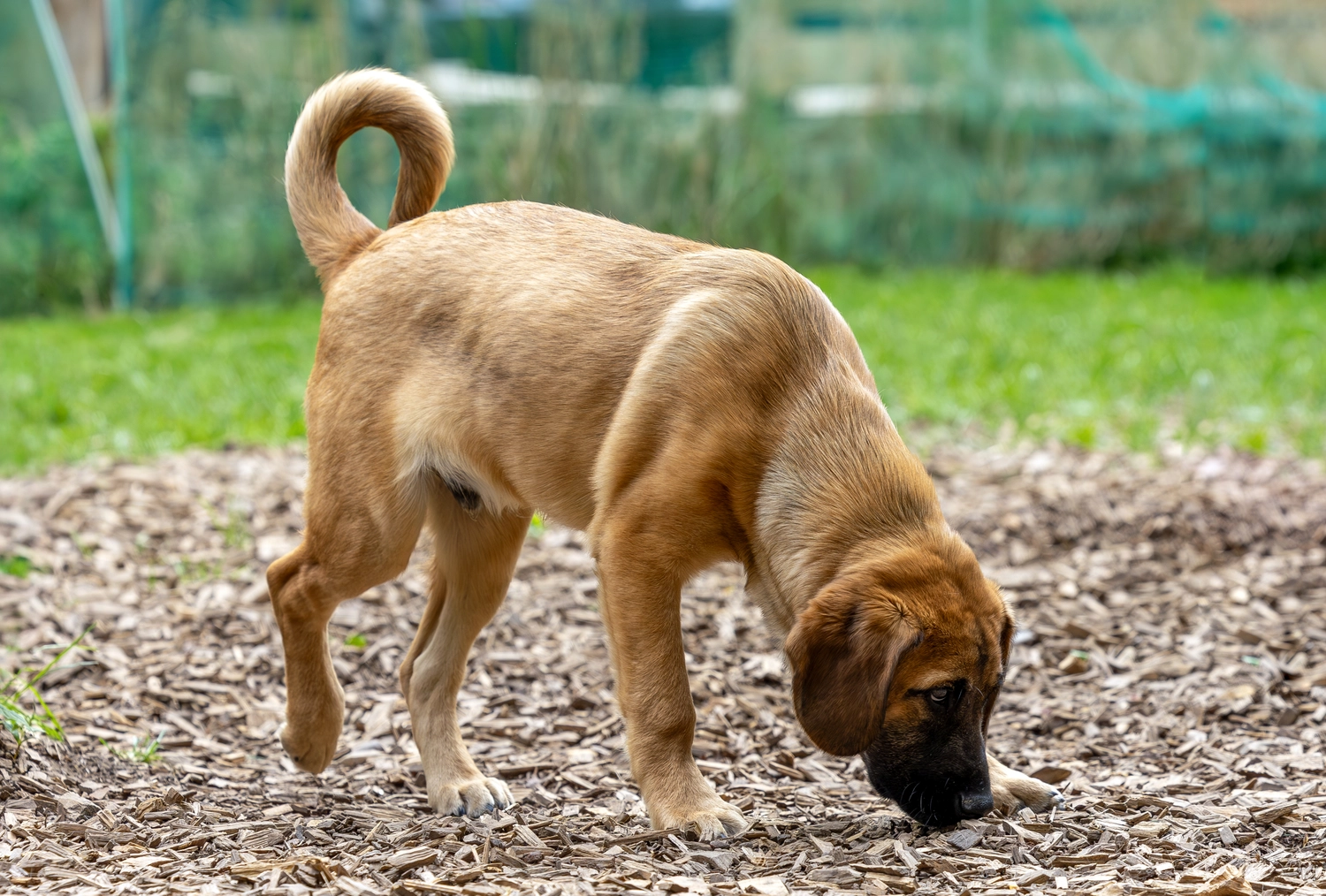 Paulchens_Hundeschule / Hunde-und Tierfotografie - Hundetraining und Fotografie - Hund