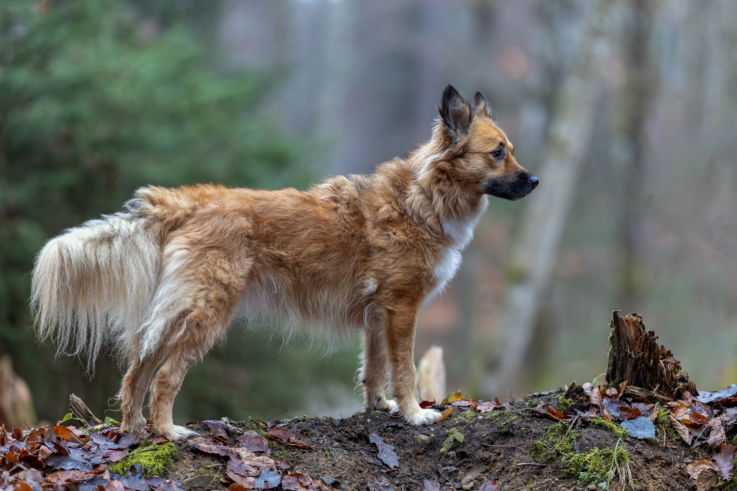 Paulchens_Hundeschule / Hunde-und Tierfotografie - Hund