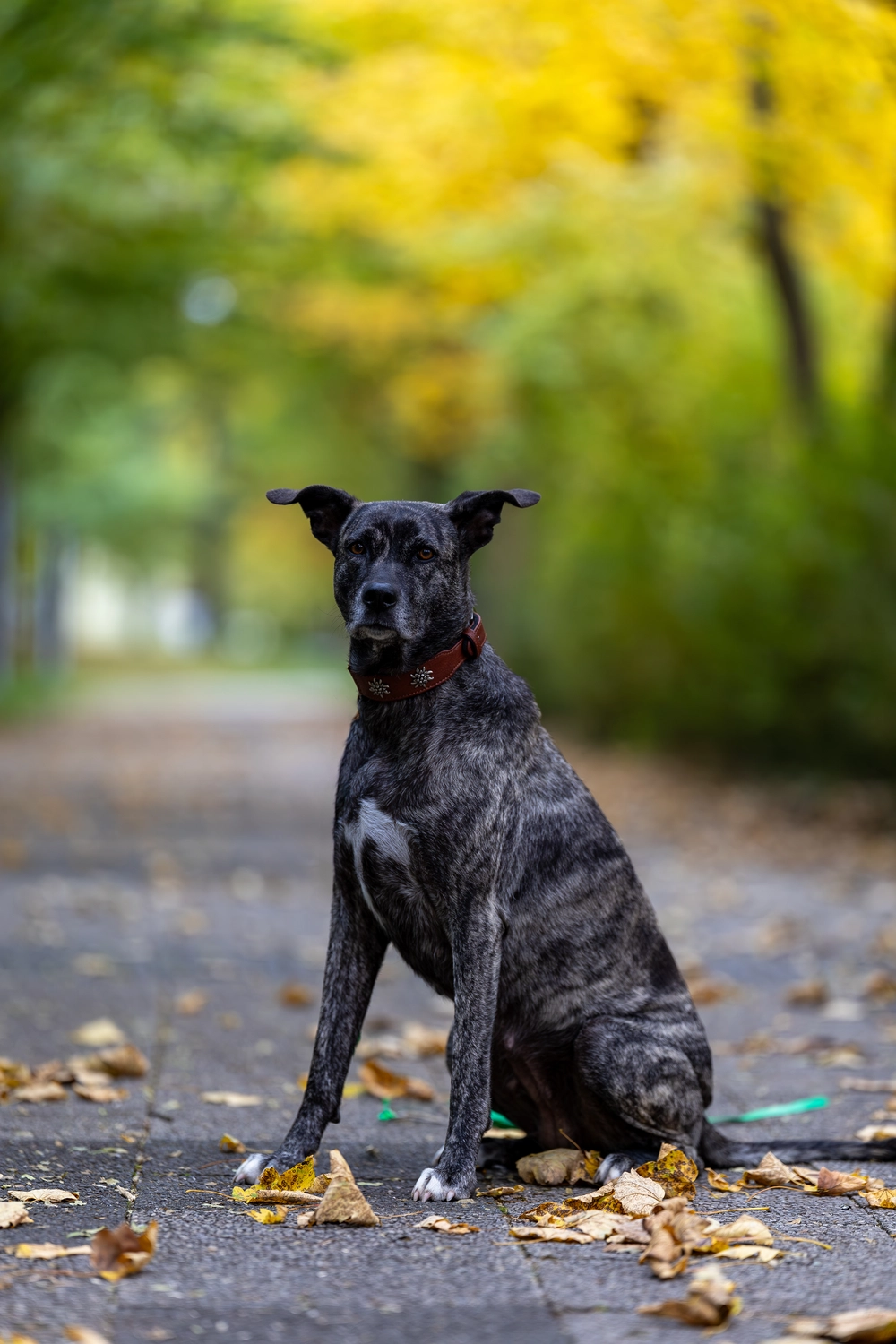 Paulchens-Hundeschule / Hunde-und Tierfotografie - Hundetraining und Fotografie - Hund im verschneiten Wald