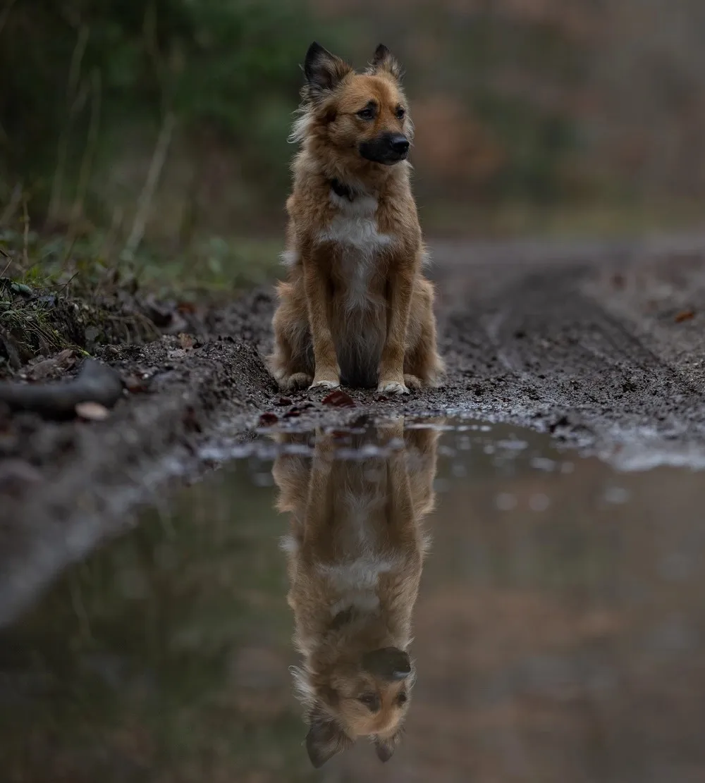Paulchens_Hundeschule / Hunde-und Tierfotografie - Hundetraining und Fotografie - Hund
