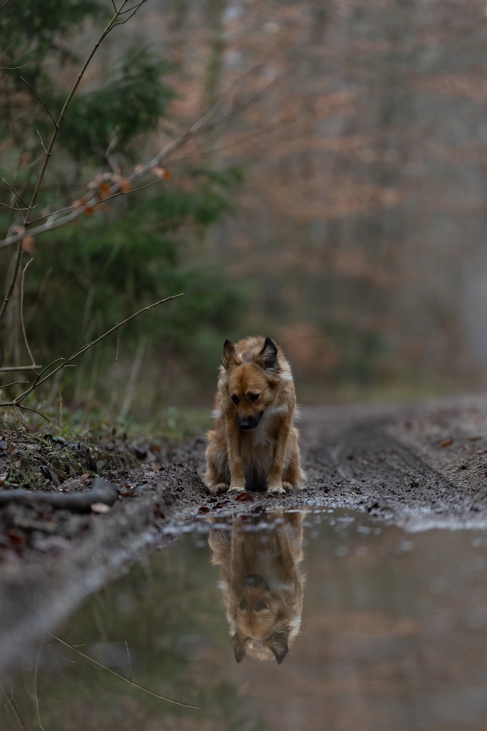 Paulchens_Hundeschule / Hunde-und Tierfotografie - Hundetraining und Fotografie - Hund