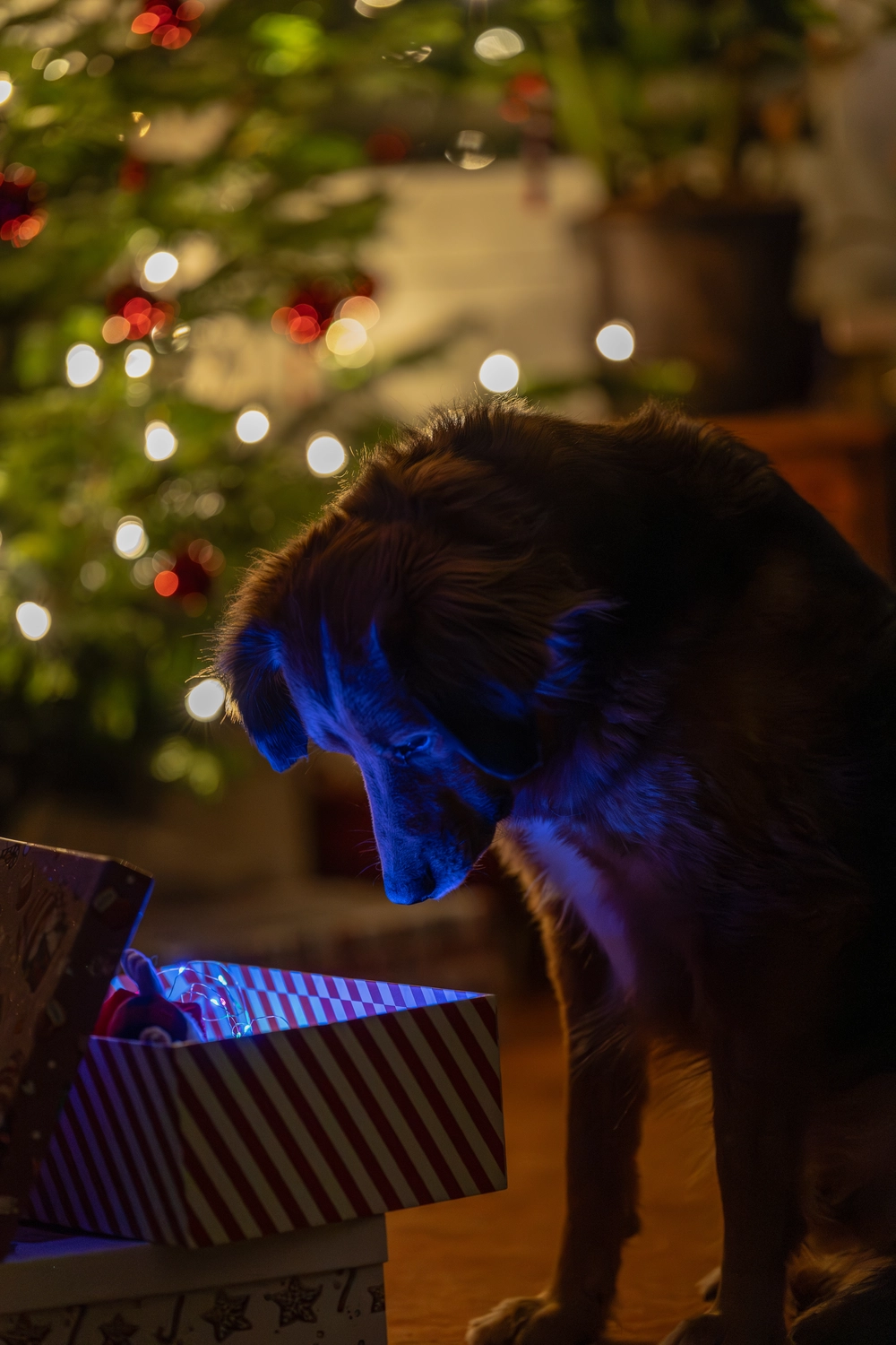 Paulchens_Hundeschule / Hunde-und Tierfotografie - Hundetraining und Fotografie - Hund vor einem Weihnachtsbaum.