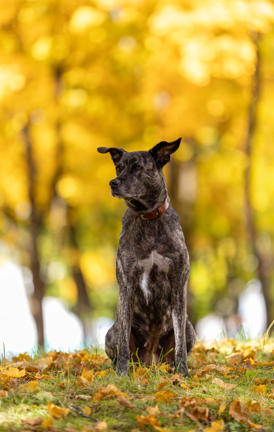 Paulchens_Hundeschule / Hunde-und Tierfotografie - Hundetraining und Fotografie - Hund