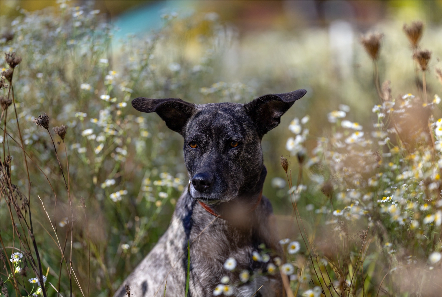 Paulchens_Hundeschule / Hunde-und Tierfotografie - Hundetraining und Fotografie - Hund
