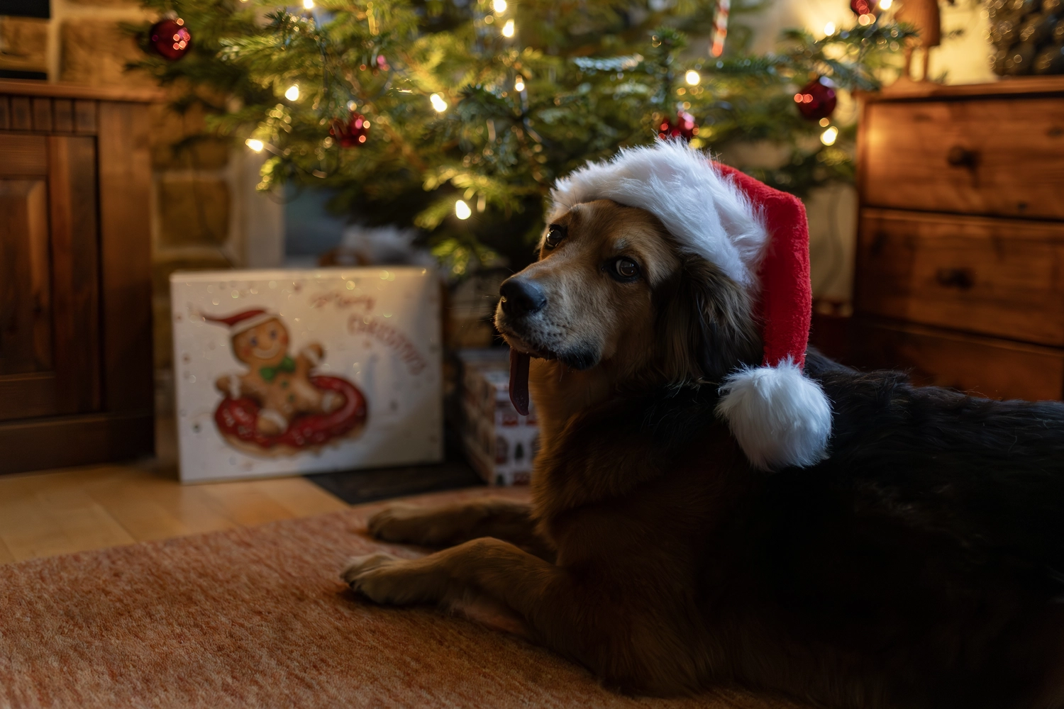 Paulchens_Hundeschule / Hunde-und Tierfotografie - Hundetraining und Fotografie - Derselbe Hund mit Weihnachtsmannmütze vor einem Weihnachtsbaum.