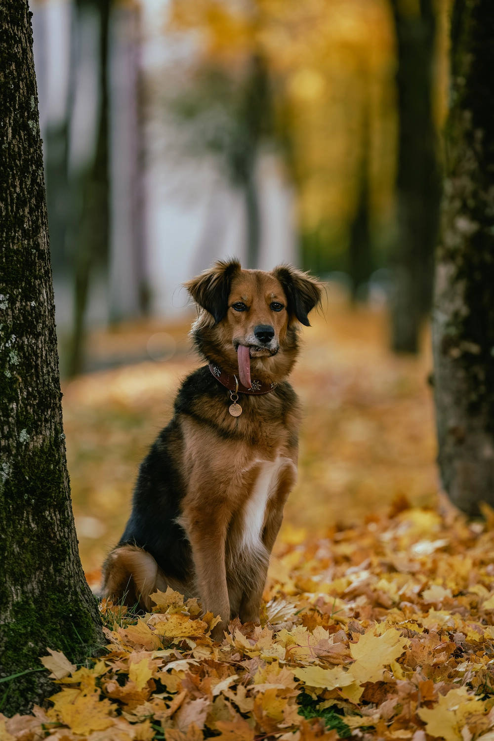 Paulchens_Hundeschule / Hunde-und Tierfotografie - Hundetraining und Fotografie - Hund