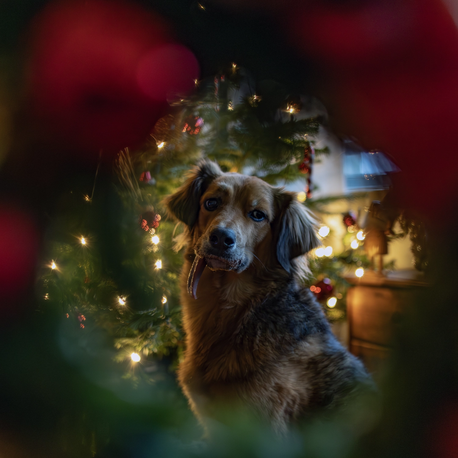 Paulchens_Hundeschule / Hunde-und Tierfotografie - Hundetraining und Fotografie - Hund vor einem Weihnachtsbaum.
