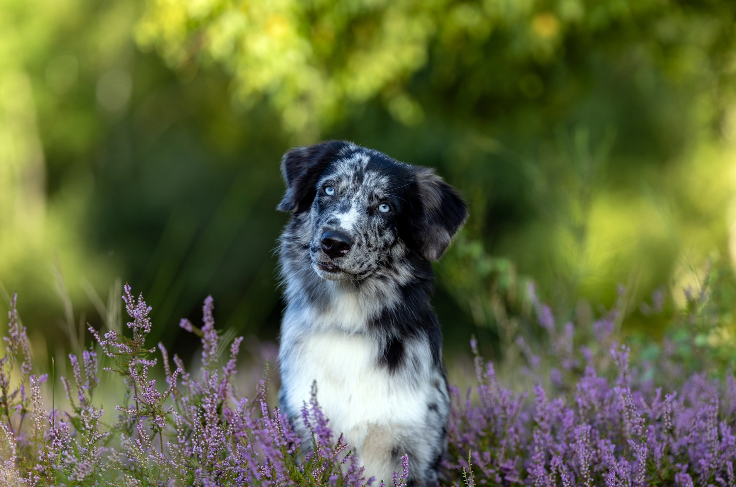 Paulchens_Hundeschule / Hunde-und Tierfotografie - Hundetraining und Fotografie - Ein Hund sitzt in einem Feld mit lila Blumen.