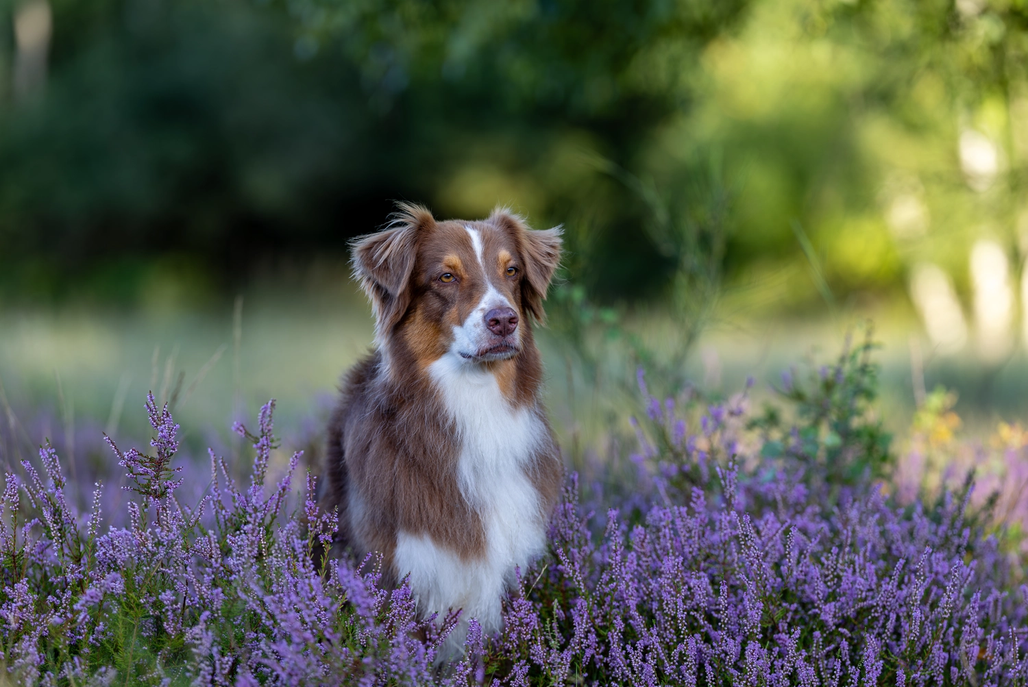 Paulchens_Hundeschule / Hunde-und Tierfotografie - Hundetraining und Fotografie - Ein Hund sitzt in einem Feld mit lila Blumen.