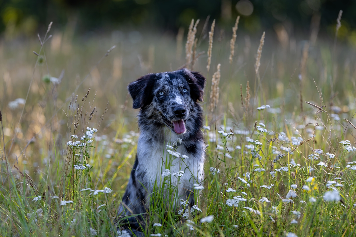 Paulchens_Hundeschule / Hunde-und Tierfotografie - Hundetraining und Fotografie - Ein Hund sitzt in einem Feld mit lila Blumen.