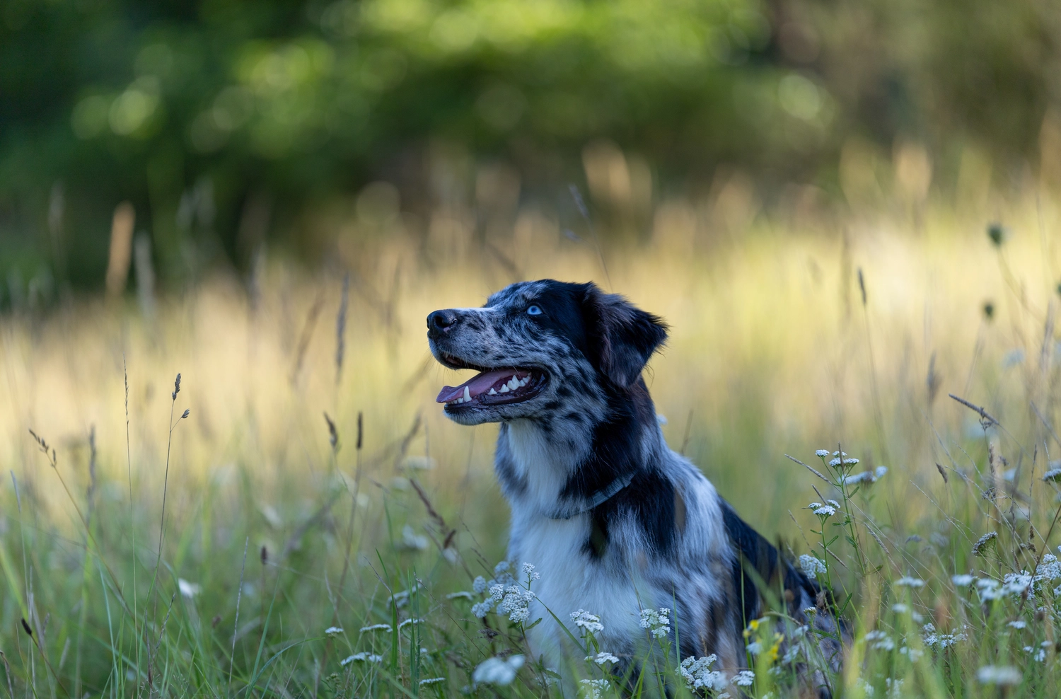 Paulchens_Hundeschule / Hunde-und Tierfotografie - Hundetraining und Fotografie - Ein Hund sitzt in einem Feld mit lila Blumen.
