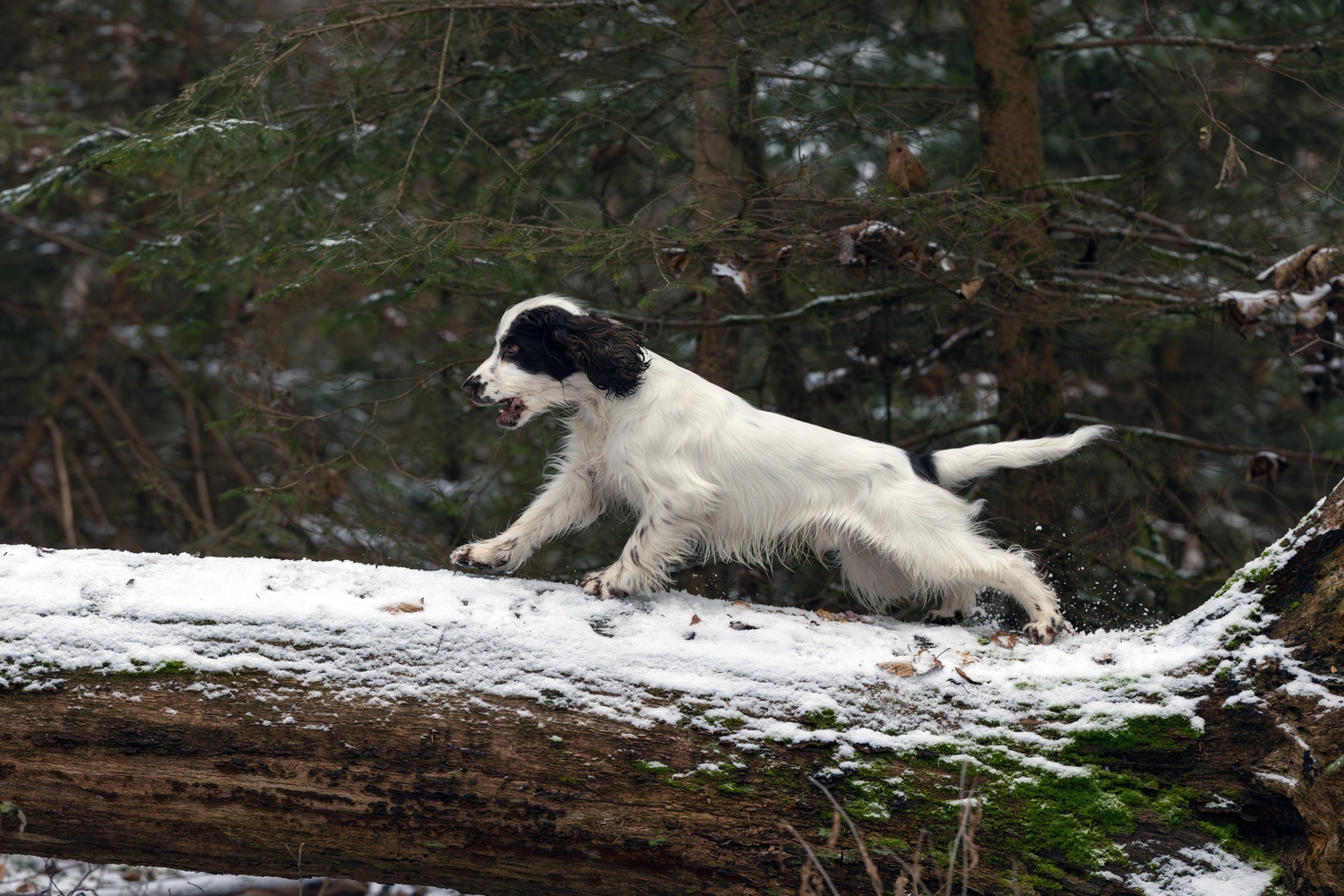 Paulchens_Hundeschule / Hunde-und Tierfotografie - Hundetraining und Fotografie - Ralf Willing macht Hundefotos