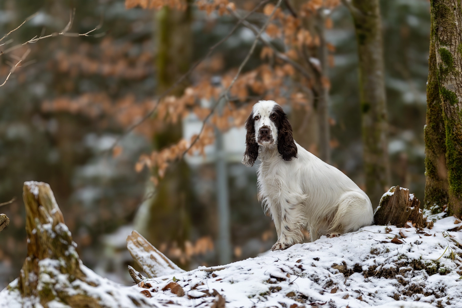 Paulchens_Hundeschule / Hunde-und Tierfotografie - Hundetraining und Fotografie - Hund im verschneiten Wald
