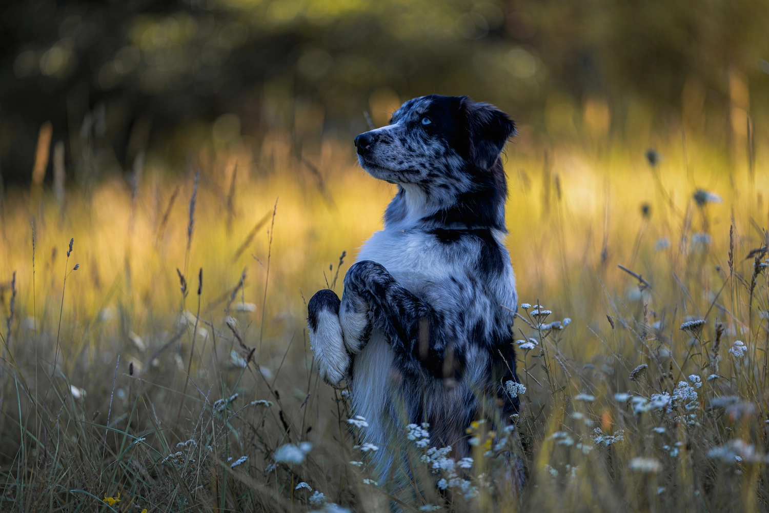 Paulchens_Hundeschule / Hunde-und Tierfotografie - Hundetraining und Fotografie - Ein Hund sitzt in einem Feld mit lila Blumen.