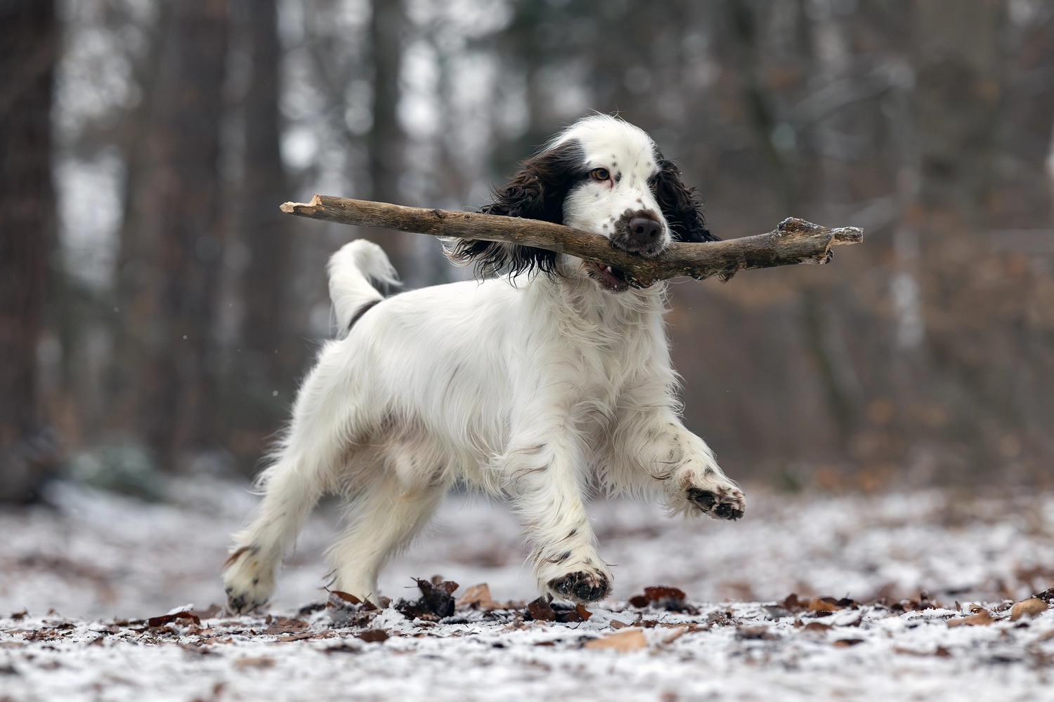 Paulchens_Hundeschule / Hunde-und Tierfotografie - Hundetraining und Fotografie - Ralf Willing macht Hundefotos