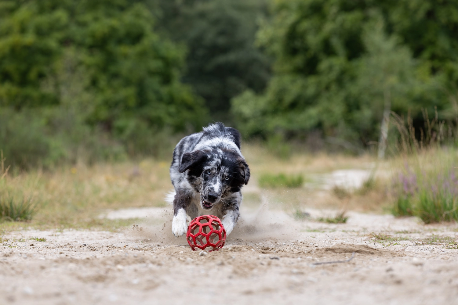 Paulchens-Hundeschule / Hunde-und Tierfotografie - Hundetraining und Fotografie - Hund im verschneiten Wald