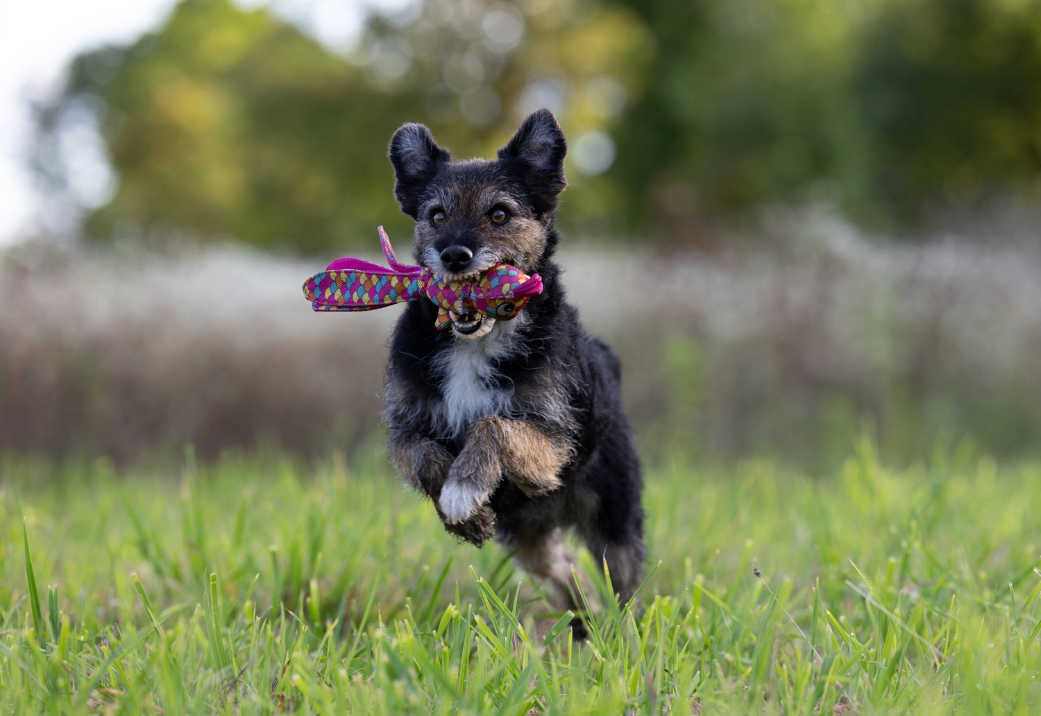 Paulchens_Hundeschule / Hunde-und Tierfotografie - Hundetraining und Fotografie - Hund mit einem Spielzeug