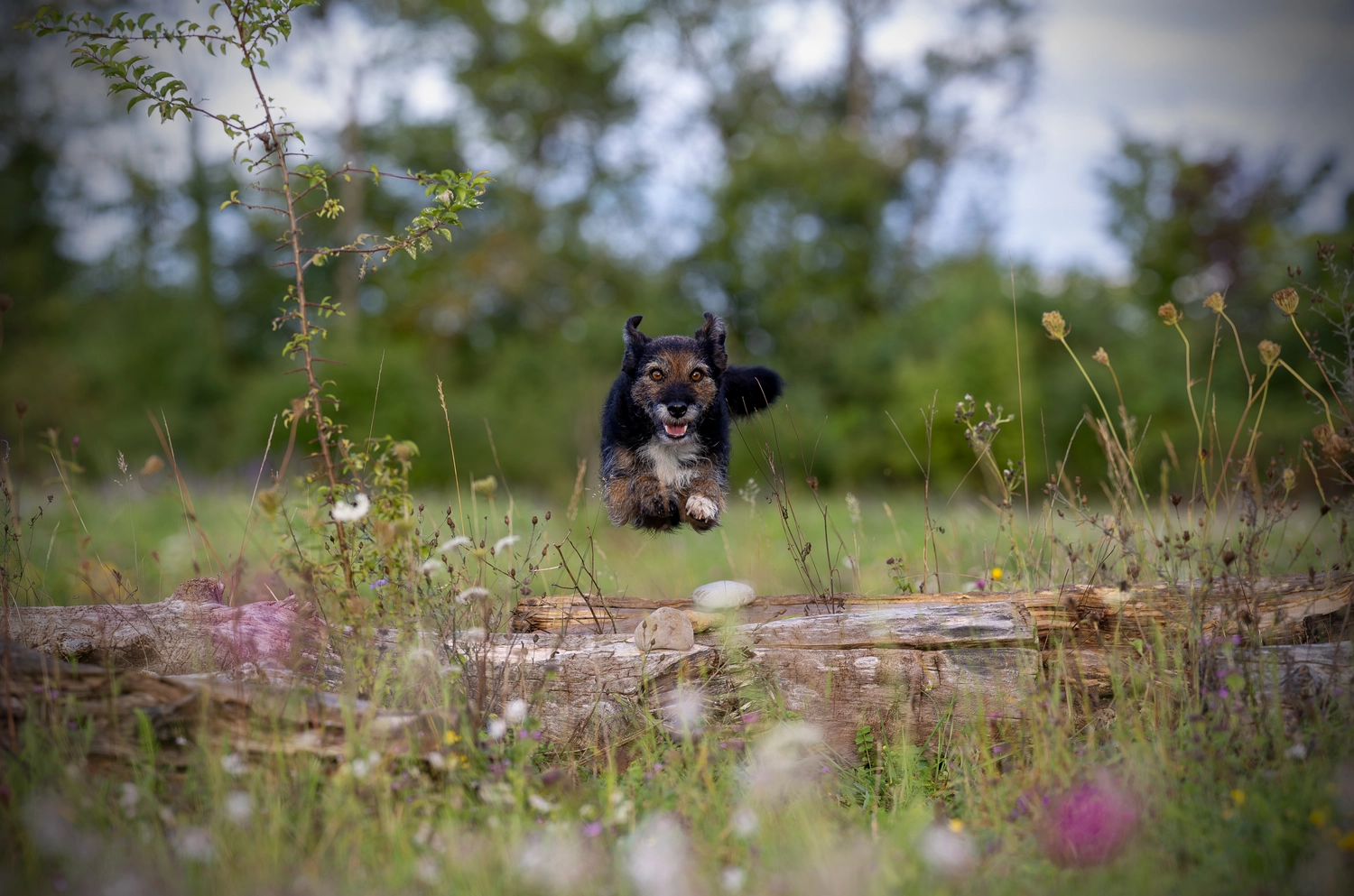 Paulchens_Hundeschule / Hunde-und Tierfotografie - Hundetraining und Fotografie - Hund