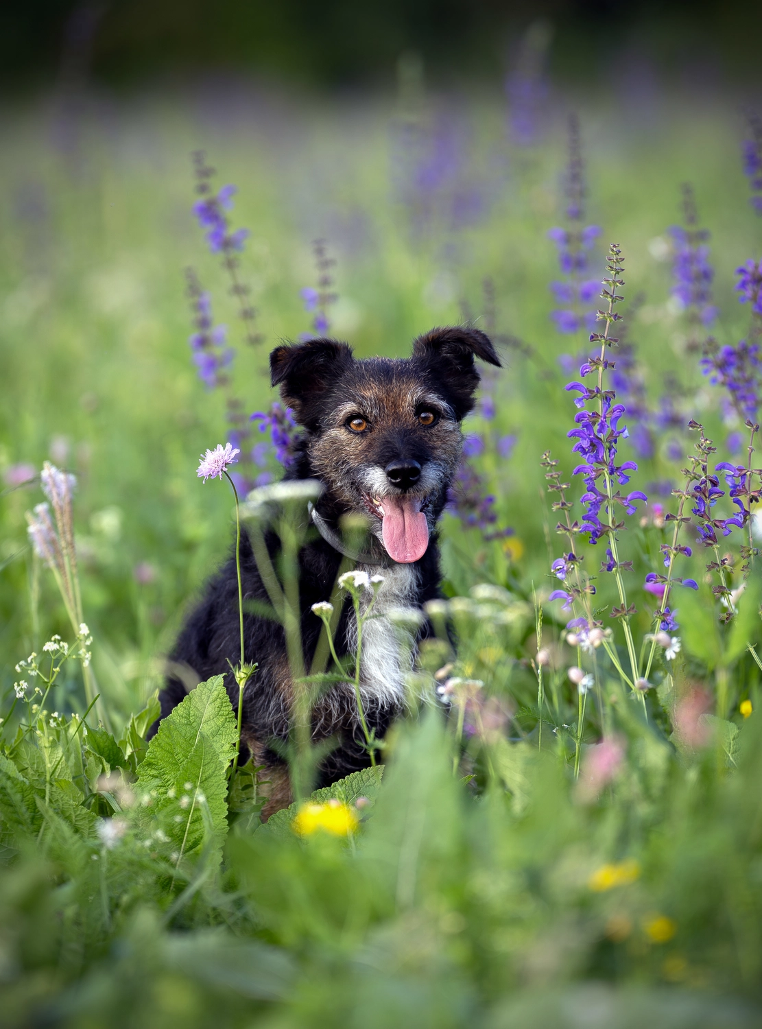 Paulchens_Hundeschule / Hunde-und Tierfotografie - Hundetraining und Fotografie - Ein Hund sitzt in einem Feld mit lila Blumen.
