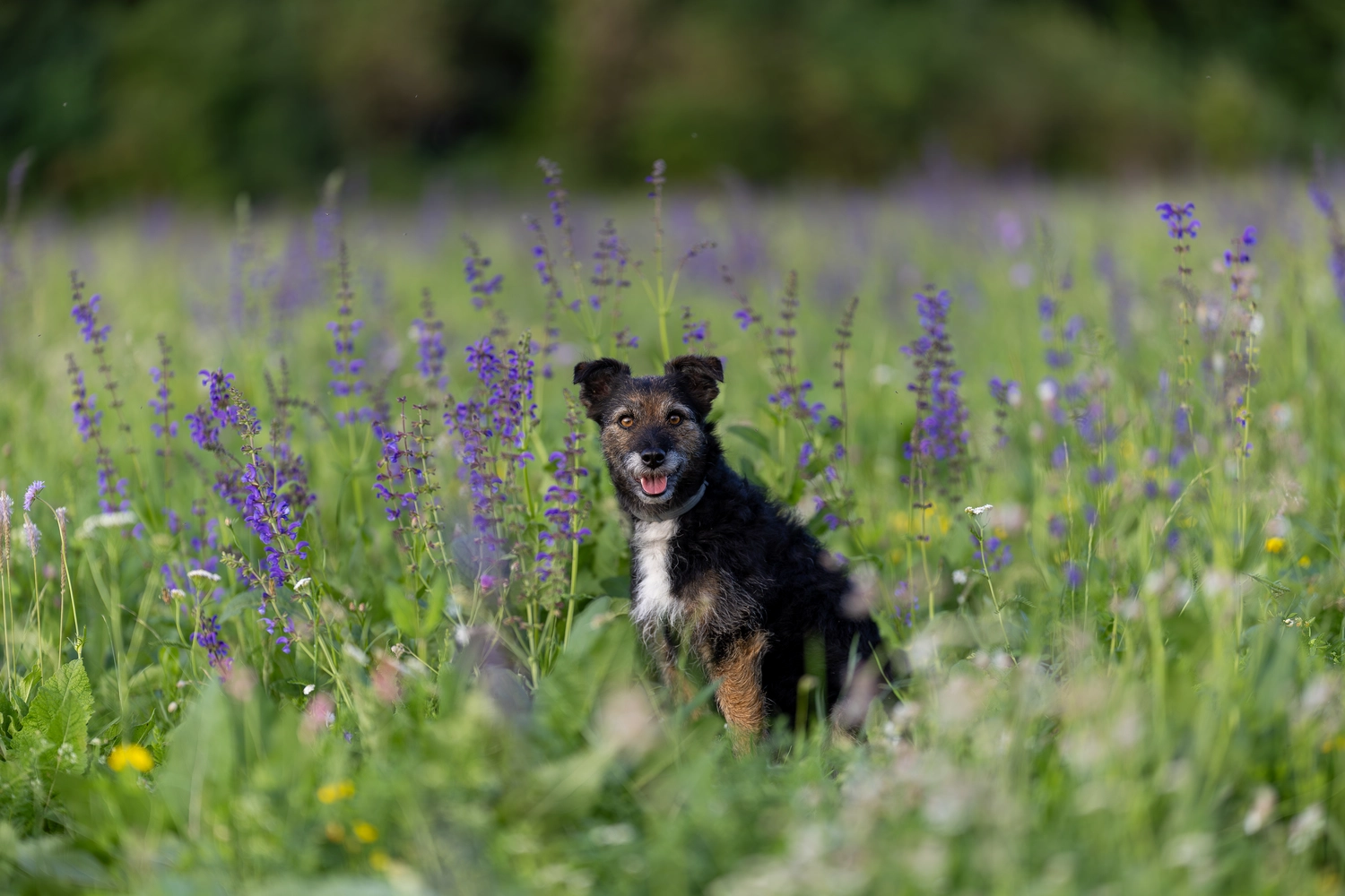 Paulchens_Hundeschule / Hunde-und Tierfotografie - Hundetraining und Fotografie - Ein Hund sitzt in einem Feld mit lila Blumen.