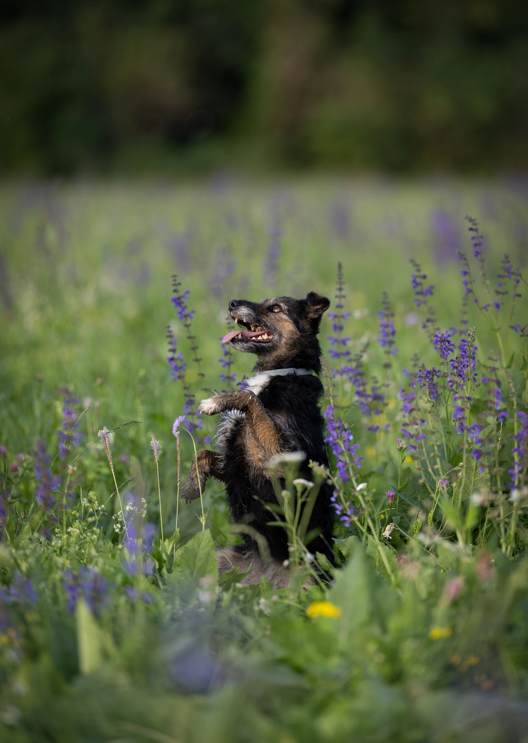 Paulchens_Hundeschule / Hunde-und Tierfotografie - Hundetraining und Fotografie - Ein Hund sitzt in einem Feld mit lila Blumen.