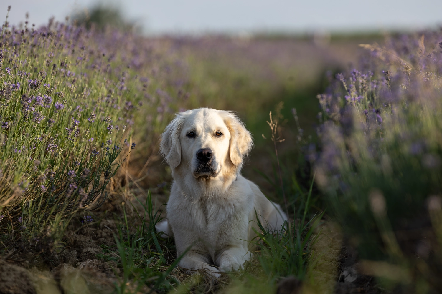 Paulchens_Hundeschule / Hunde-und Tierfotografie - Hundetraining und Fotografie - Ein Hund sitzt in einem Feld mit lila Blumen.