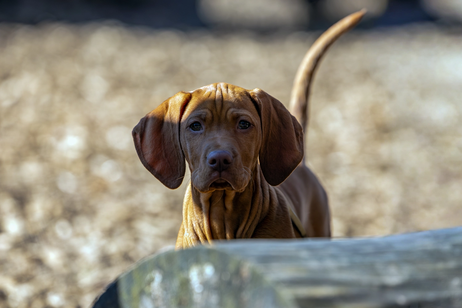 Paulchens_Hundeschule / Hunde-und Tierfotografie - Hundetraining und Fotografie - Hund