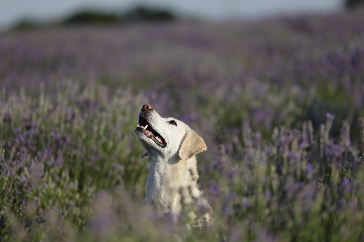 Paulchens_Hundeschule / Hunde-und Tierfotografie - Hundetraining und Fotografie - Ein Hund sitzt in einem Feld mit lila Blumen.