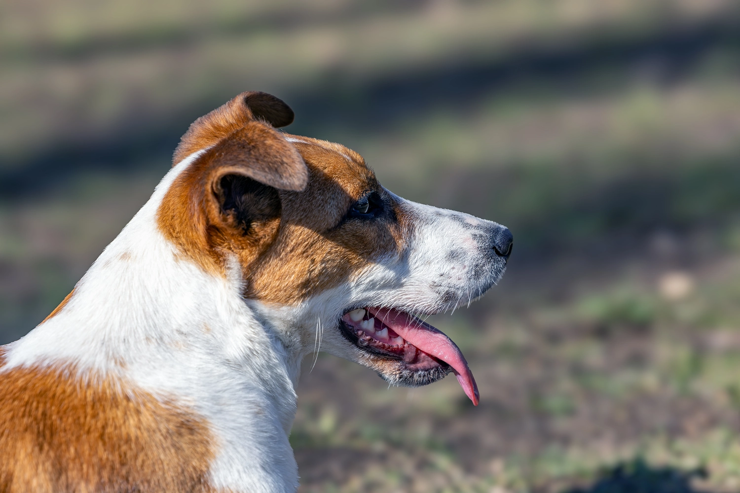 Paulchens_Hundeschule / Hunde-und Tierfotografie - Hundetraining und Fotografie - Hund