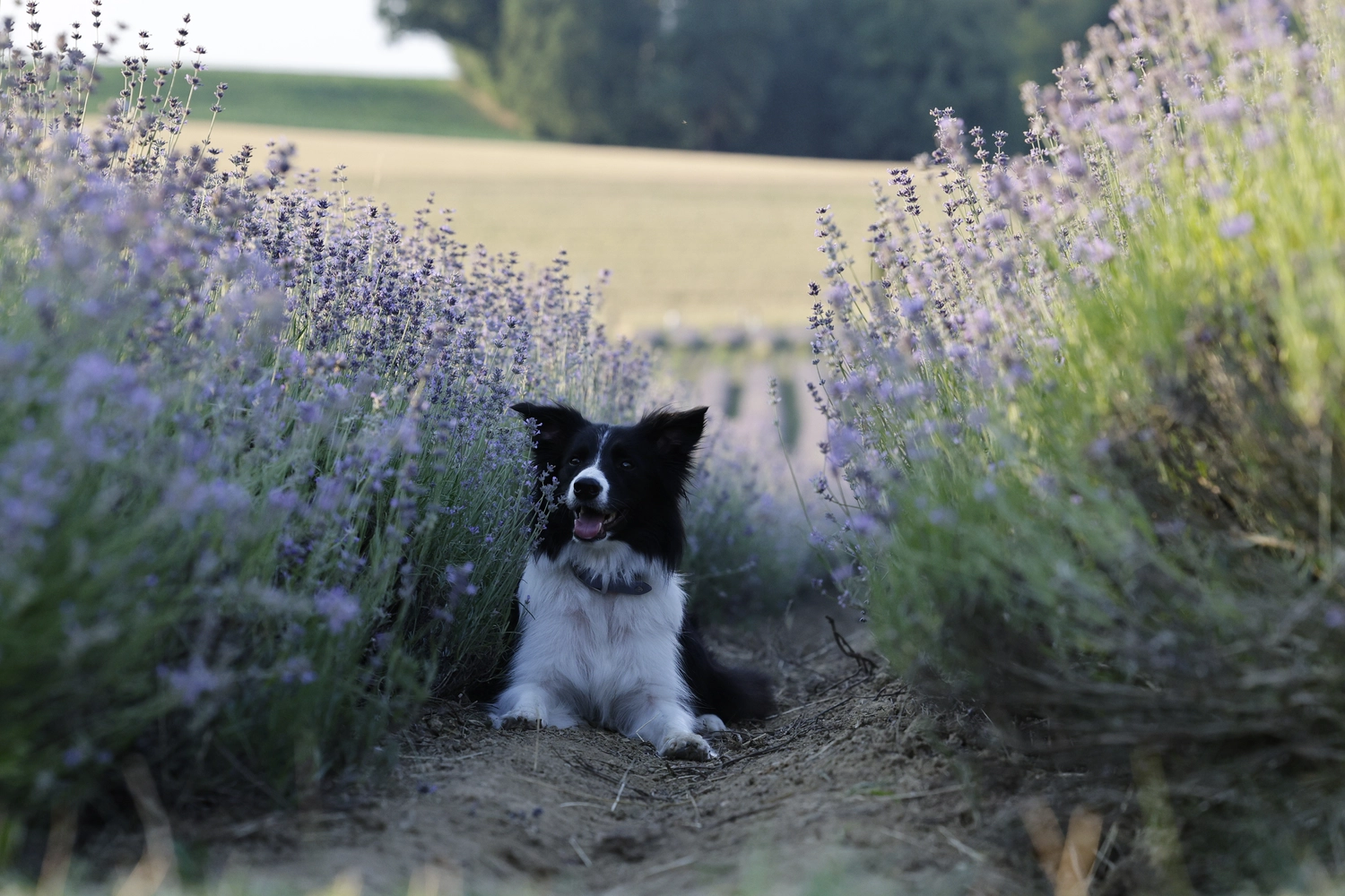 Paulchens_Hundeschule / Hunde-und Tierfotografie - Hundetraining und Fotografie - Ein Hund sitzt in einem Feld mit lila Blumen.