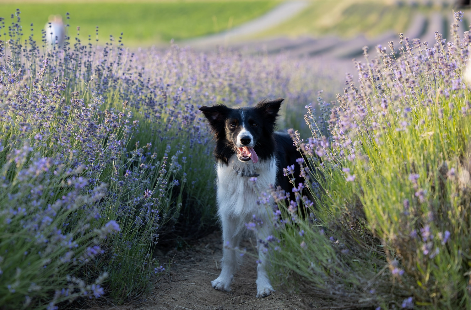 Paulchens_Hundeschule / Hunde-und Tierfotografie - Hundetraining und Fotografie - Ein Hund sitzt in einem Feld mit lila Blumen.