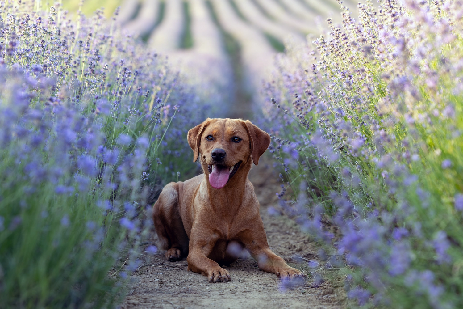 Paulchens_Hundeschule / Hunde-und Tierfotografie - Hundetraining und Fotografie - Ein Hund sitzt in einem Feld mit lila Blumen.