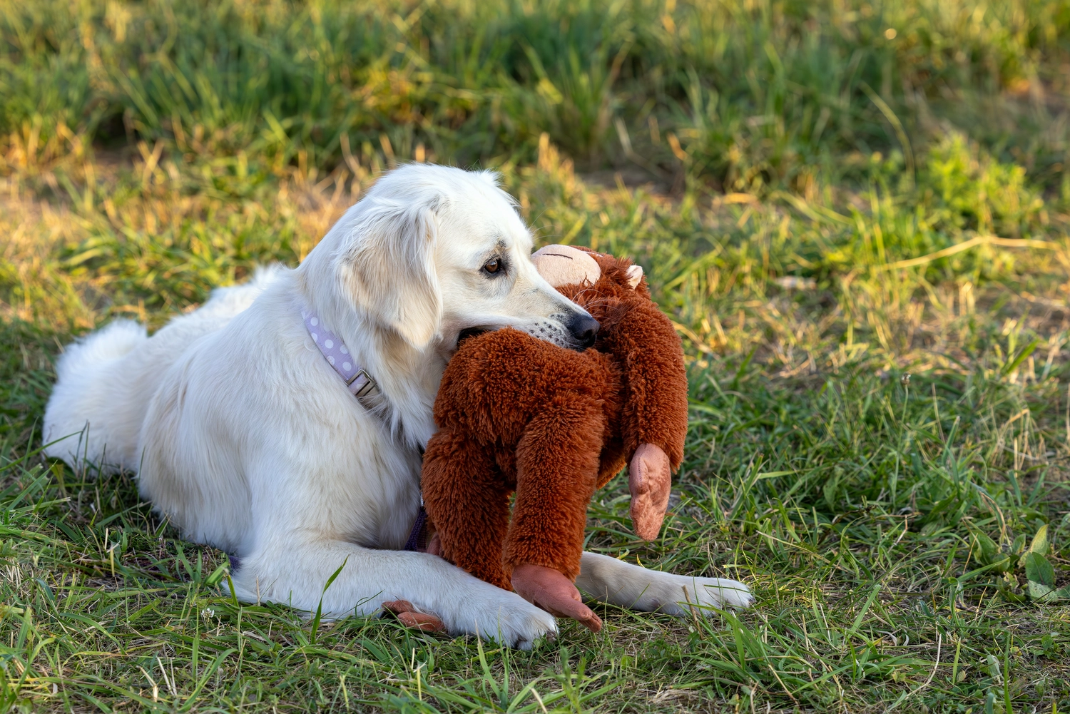 Paulchens_Hundeschule / Hunde-und Tierfotografie - Hundetraining und Fotografie - Hund mit einem Spielzeug