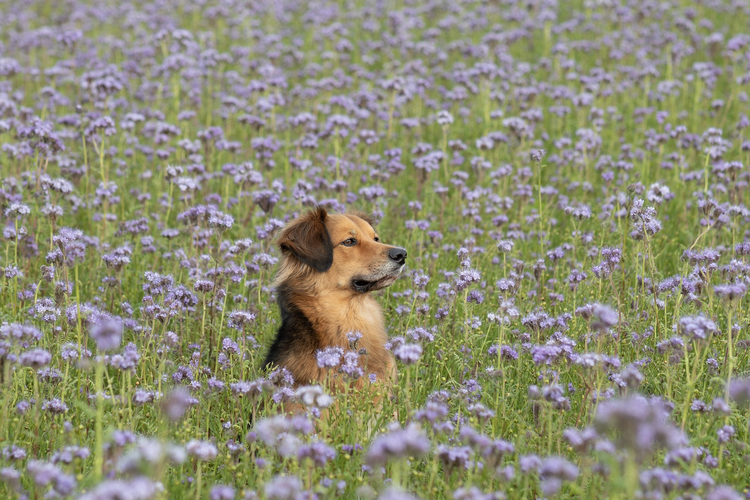Paulchens_Hundeschule / Hunde-und Tierfotografie - Hundetraining und Fotografie - Ein Hund sitzt in einem Feld mit lila Blumen.