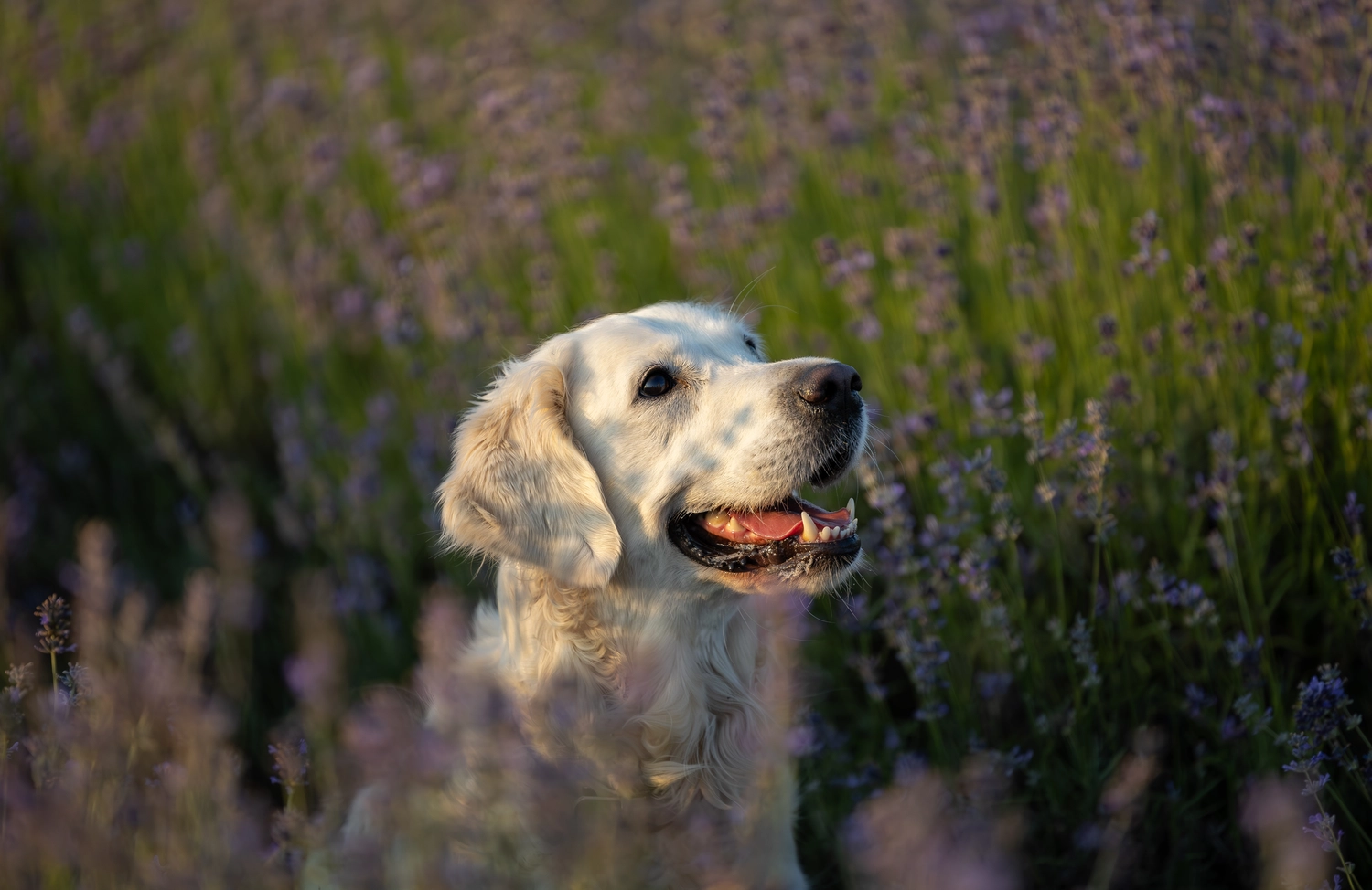 Paulchens_Hundeschule / Hunde-und Tierfotografie - Hundetraining und Fotografie - Ein Hund sitzt in einem Feld mit lila Blumen.