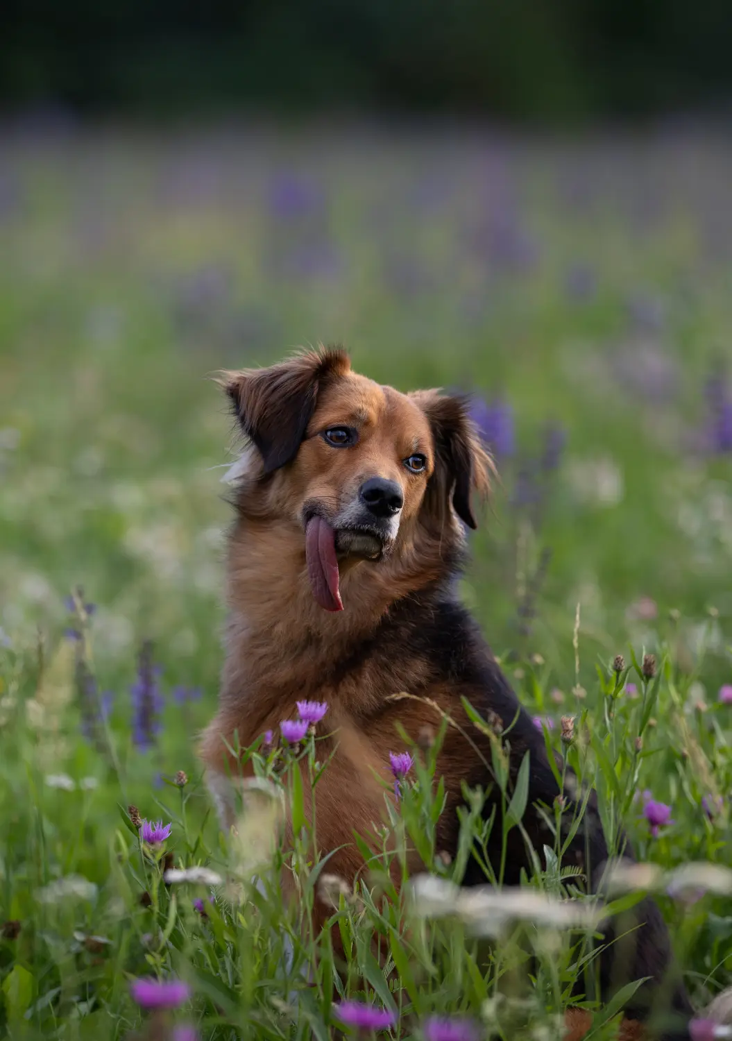 Paulchens-Hundeschule / Hunde-und Tierfotografie - Hundetraining und Fotografie - Paulchen Hund