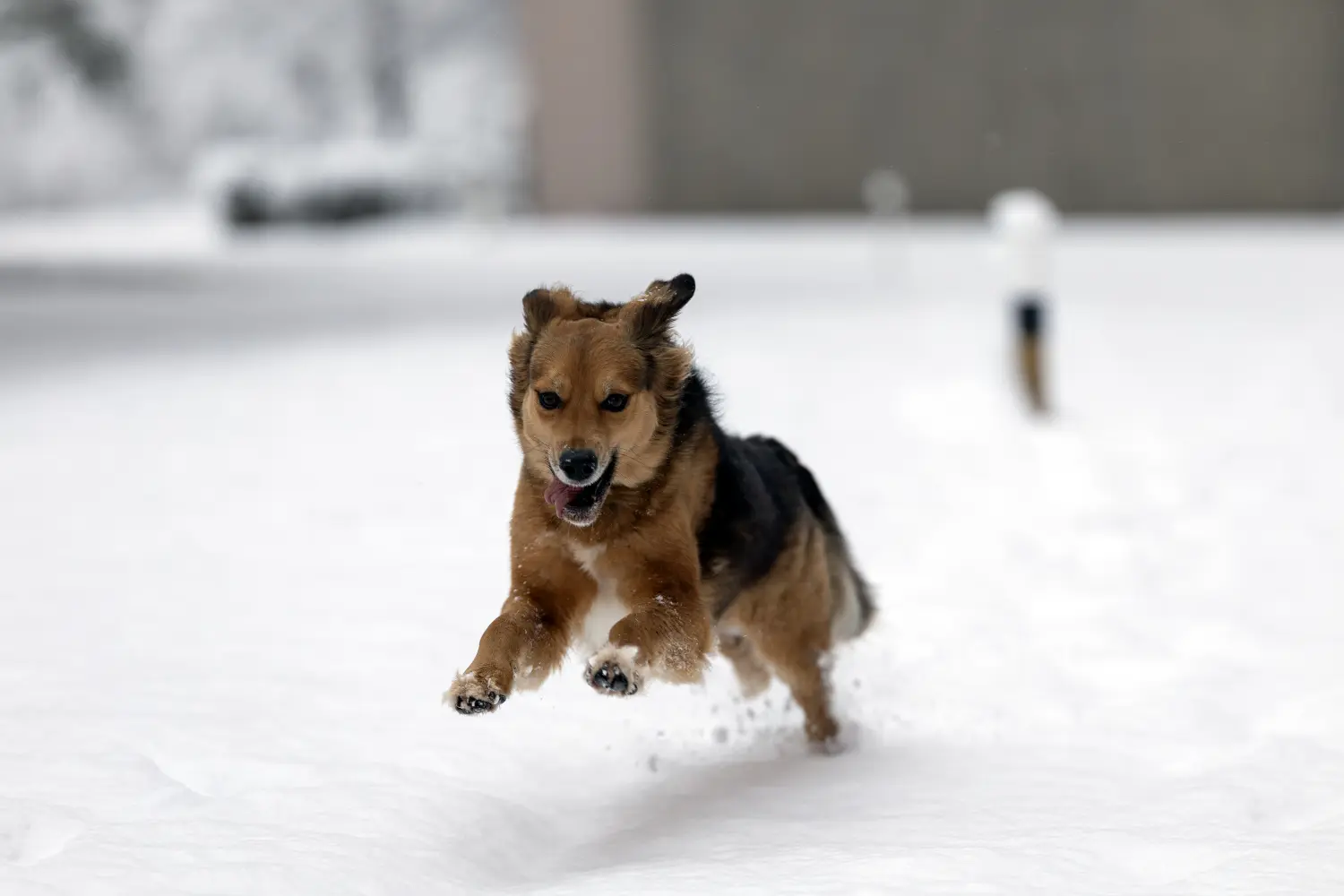 Paulchens-Hundeschule / Hunde-und Tierfotografie - Hundetraining und Fotografie - Hund im verschneiten Wald