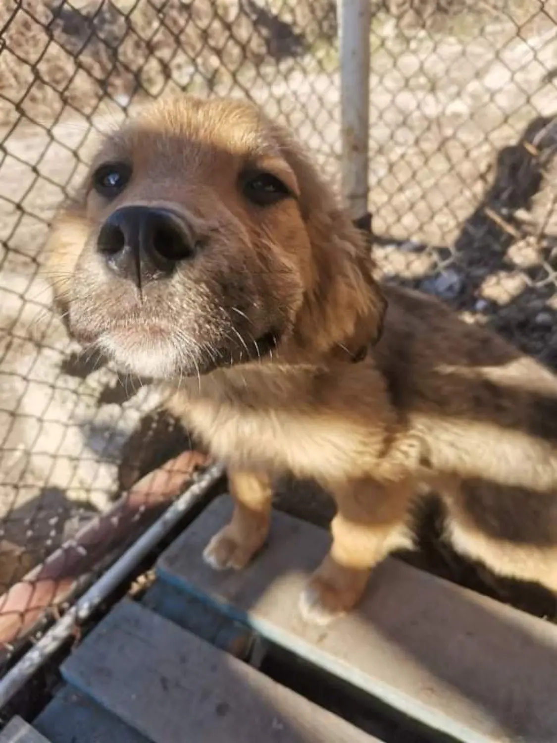 Paulchens-Hundeschule / Hunde-und Tierfotografie - Hundetraining und Fotografie - Hund