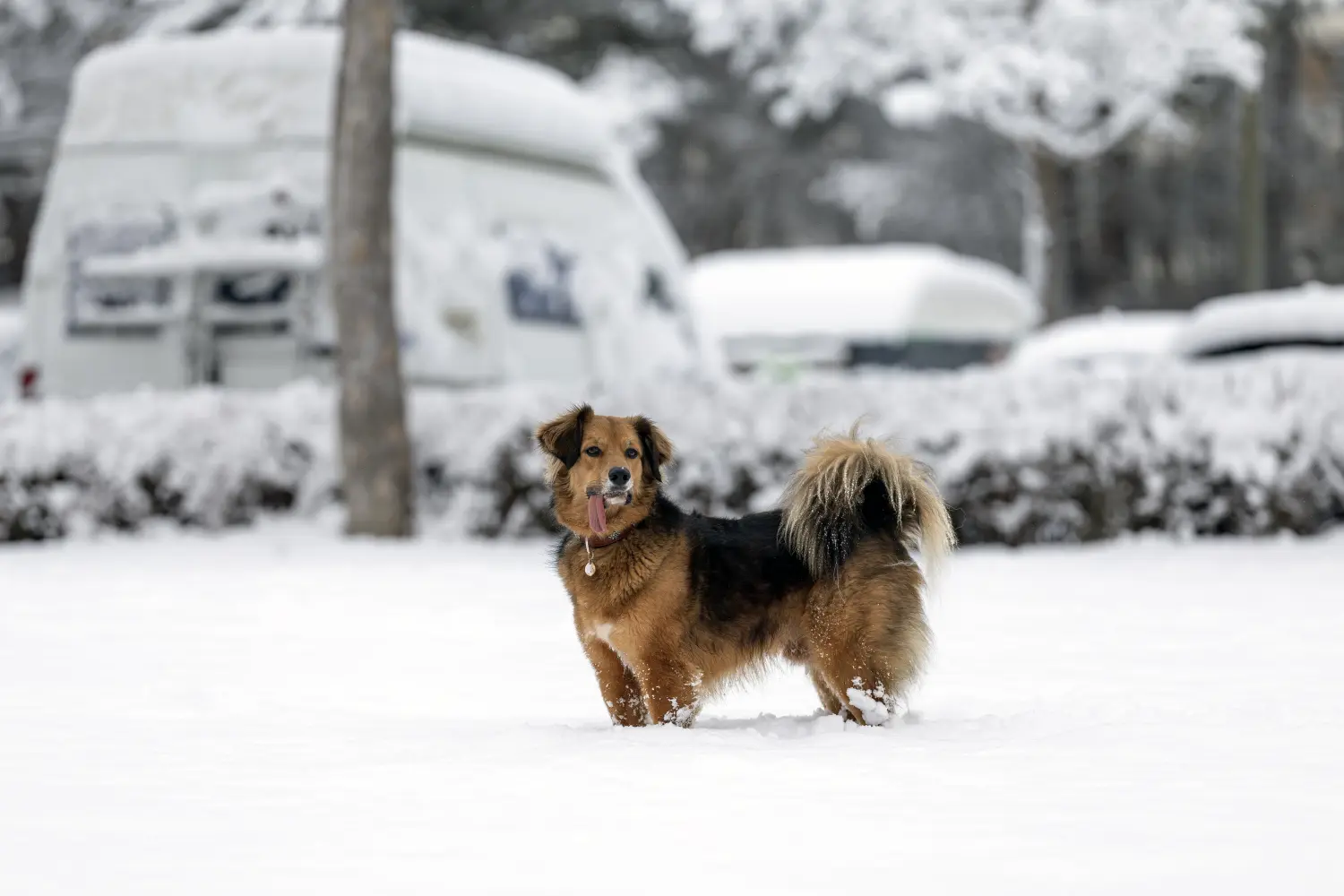 Paulchens-Hundeschule / Hunde-und Tierfotografie - Hundetraining und Fotografie - Hund im verschneiten Wald