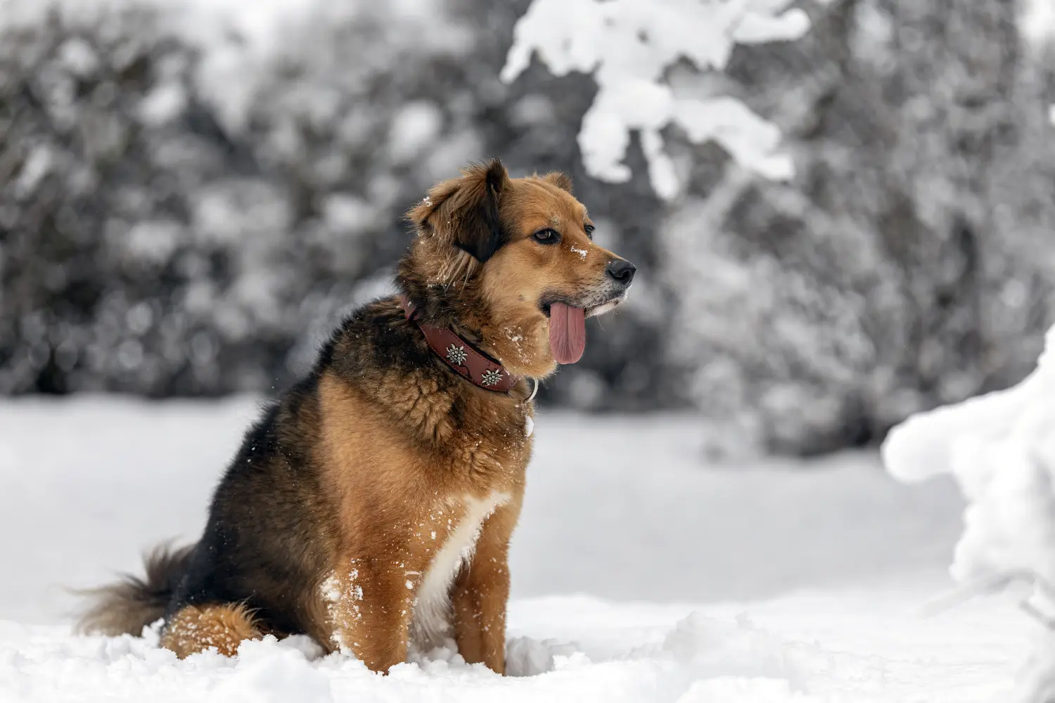 Paulchens-Hundeschule / Hunde-und Tierfotografie - Hundetraining und Fotografie - Hund im verschneiten Wald