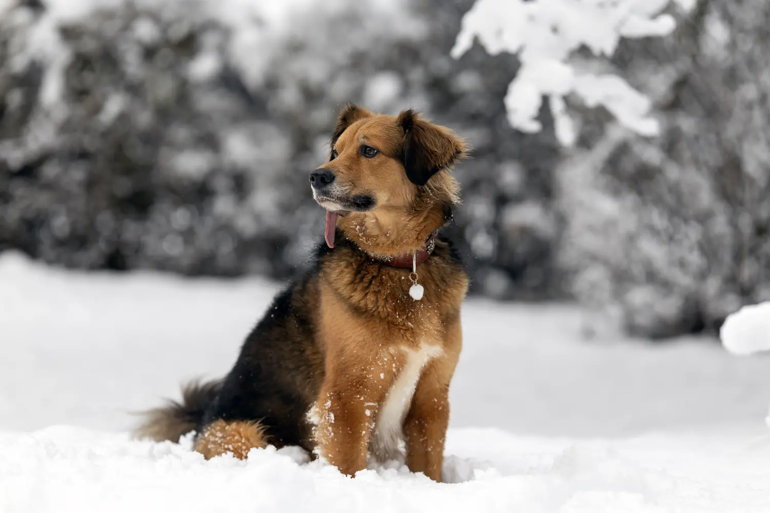 Paulchens-Hundeschule / Hunde-und Tierfotografie - Hundetraining und Fotografie - Hund im verschneiten Wald