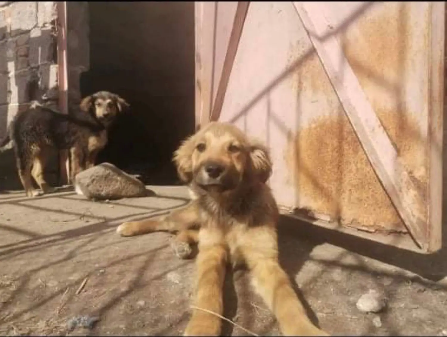 Paulchens-Hundeschule / Hunde-und Tierfotografie - Hundetraining und Fotografie - Hund