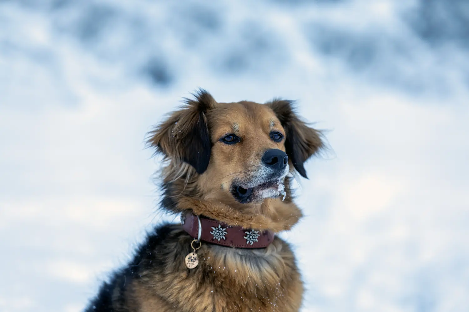 Paulchens-Hundeschule / Hunde-und Tierfotografie - Hundetraining und Fotografie - Hund im verschneiten Wald