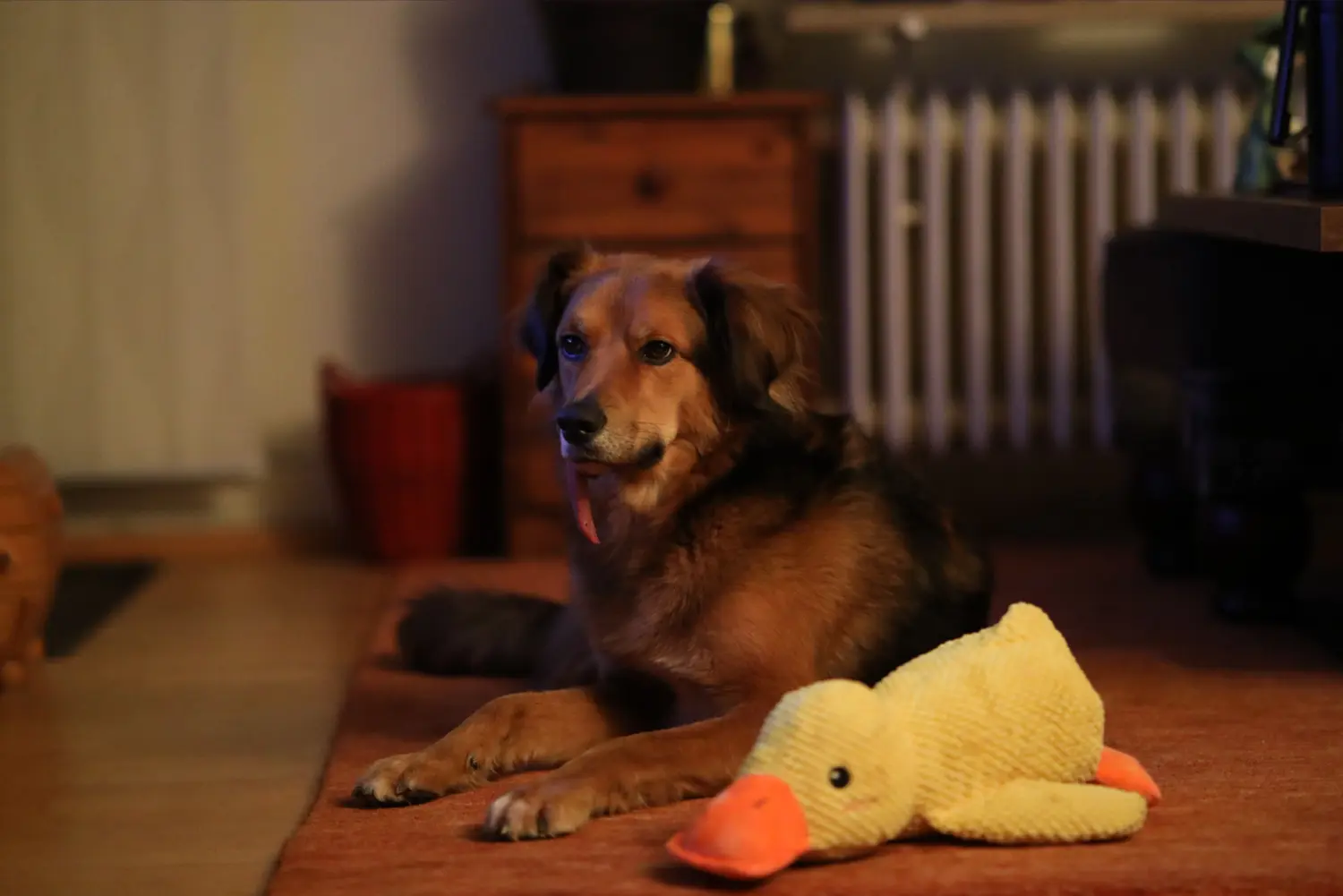 Paulchens-Hundeschule / Hunde-und Tierfotografie - Hundetraining und Fotografie - Hund