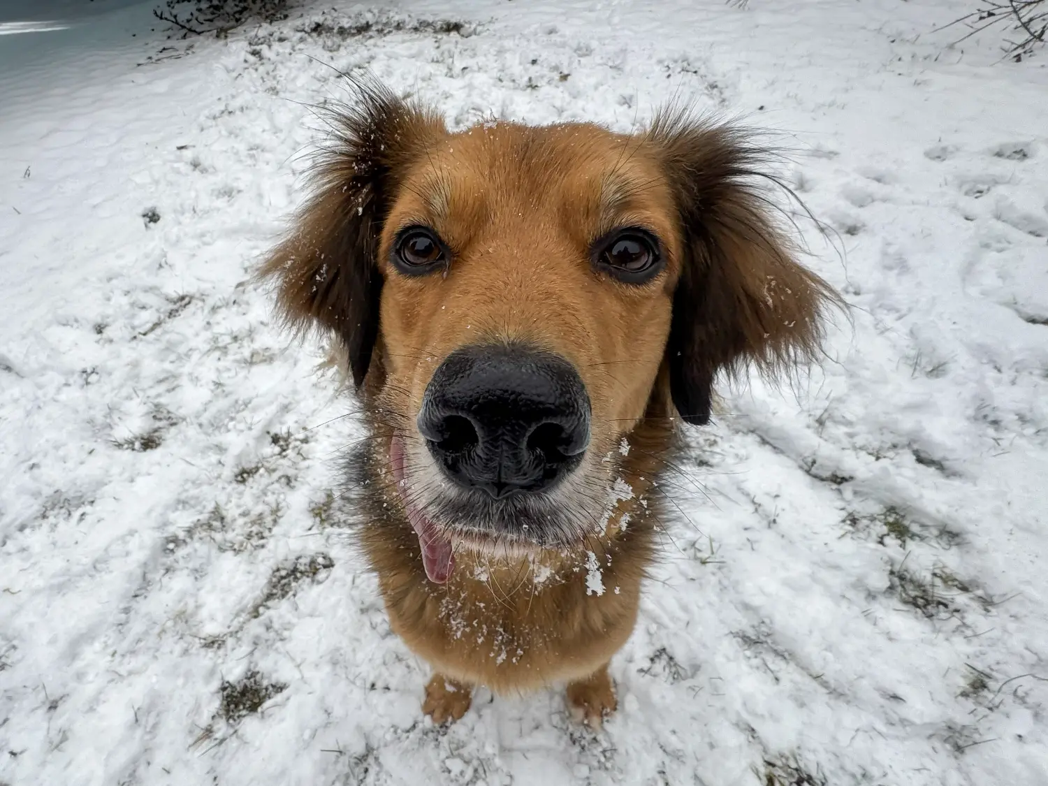 Paulchens-Hundeschule / Hunde-und Tierfotografie - Hundetraining und Fotografie - Hund im verschneiten Wald