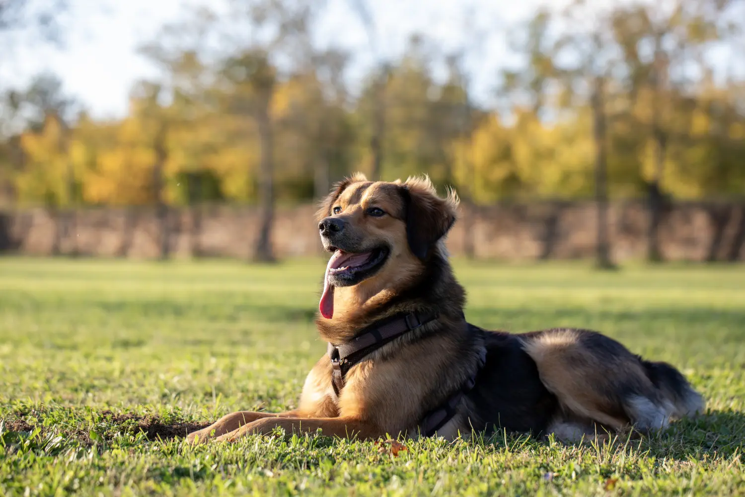 Paulchens-Hundeschule / Hunde-und Tierfotografie - Hundetraining und Fotografie - Hund