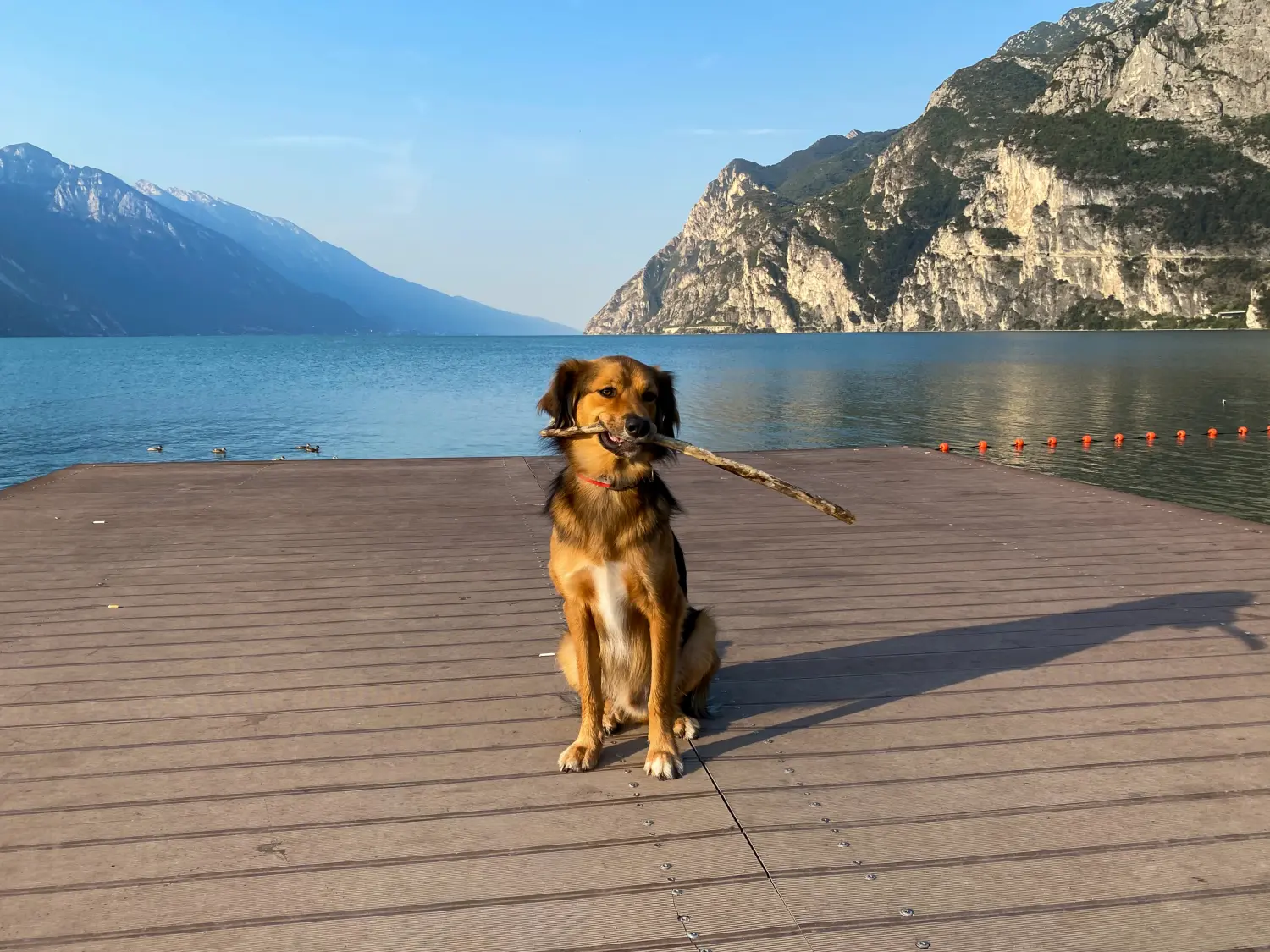 Paulchens-Hundeschule / Hunde-und Tierfotografie - Hundetraining und Fotografie - Hund